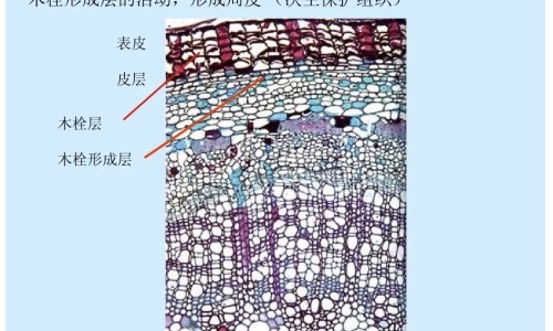 紫柄芋头的功效与作用-专业紫柄芋头的功效与作用图片平台-紫柄芋食用方法
