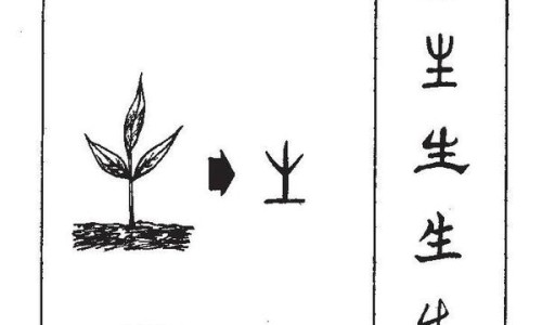 紫柄芋头的功效与作用图片-紫柄芋头的功效与作用-专业紫柄芋头的功效与作用图片平台-紫柄芋食用方法